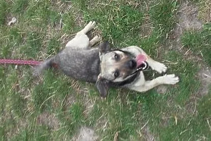 GRYŚ-cudowny, mały psiak poleca się do adopcji :),