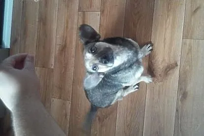 GRYŚ-cudowny, mały psiak poleca się do adopcji :),