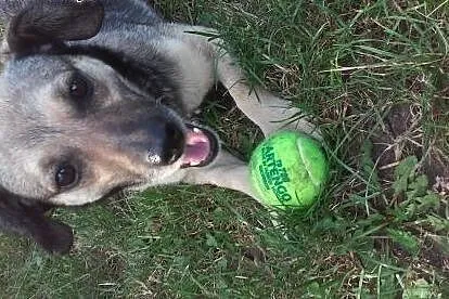 GRYŚ-cudowny, mały psiak poleca się do adopcji :),
