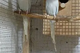 Sprzedam aleksandretty