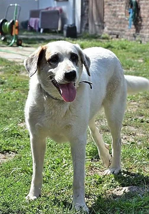 Cudna, madra Gaja czeka na kochający dom., opolsk