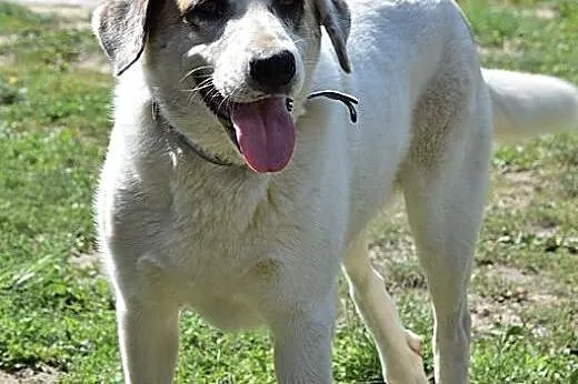 Cudna, madra Gaja czeka na kochający dom.,  opolsk