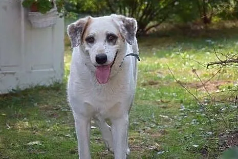 Cudna, madra Gaja czeka na kochający dom.,  opolsk