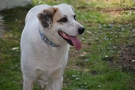 Cudna, madra Gaja czeka na kochający dom.,  opolsk