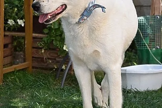 Cudna, madra Gaja czeka na kochający dom.,  opolsk