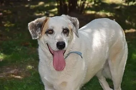 Cudna, madra Gaja czeka na kochający dom.,  opolsk