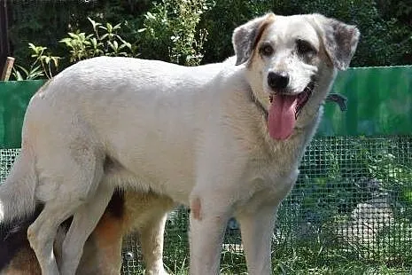 Cudna, madra Gaja czeka na kochający dom.,  opolsk