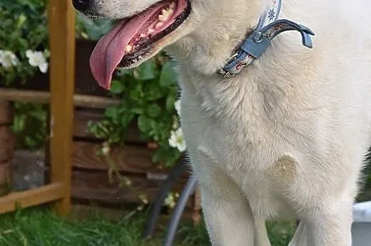 Cudna, madra Gaja czeka na kochający dom.,  opolsk