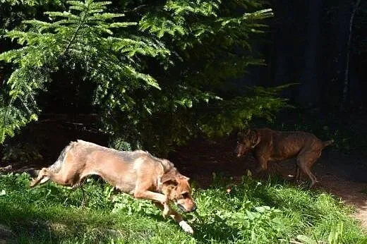 Lena młoda sunia pragnie mieć kochający domek adop