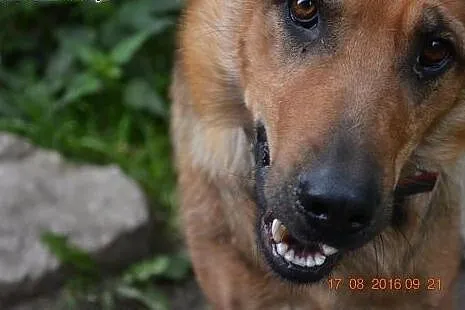 Lena młoda sunia pragnie mieć kochający domek adop