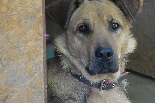 Lena młoda sunia pragnie mieć kochający domek adop
