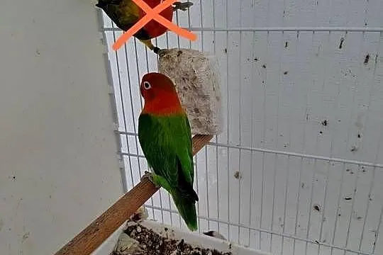 Sprzedam nierozłączki, Małopolskie, Nowy Sącz