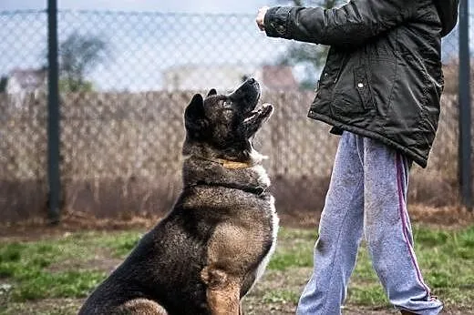 APE super dziadek, super pies - więc adoptuj go je
