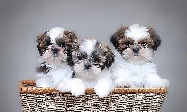 Szczenięta shih tzu