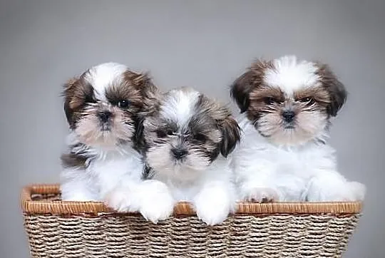 Szczenięta shih tzu