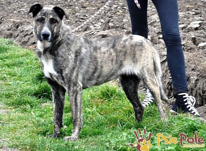 TIGRUSIA-wspaniała, piękna pręgowana sunia-prosimy o dom, adopcja, Małopolskie, Kraków
