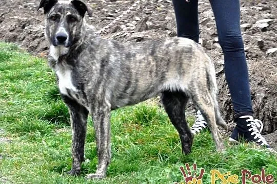 TIGRUSIA-wspaniała, piękna pręgowana sunia-prosimy o dom, adopcja, Małopolskie, Kraków
