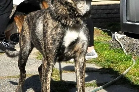 TIGRUSIA-wspaniała, piękna pręgowana sunia-prosimy o dom, adopcja, Małopolskie, Kraków