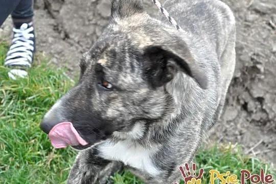 TIGRUSIA-wspaniała, piękna pręgowana sunia-prosimy o dom, adopcja, Małopolskie, Kraków