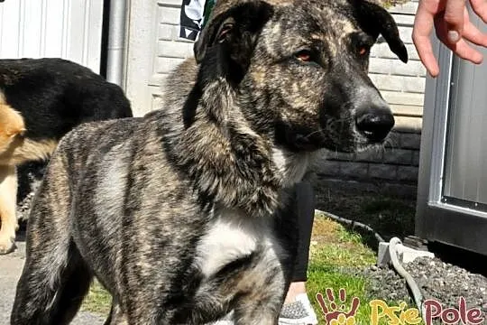 TIGRUSIA-wspaniała, piękna pręgowana sunia-prosimy o dom, adopcja, Małopolskie, Kraków