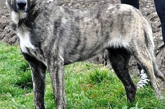 TIGRUSIA-wspaniała, piękna pręgowana sunia-prosimy o dom, adopcja, Małopolskie, Kraków