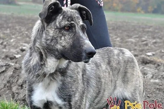 TIGRUSIA-wspaniała, piękna pręgowana sunia-prosimy o dom, adopcja, Małopolskie, Kraków