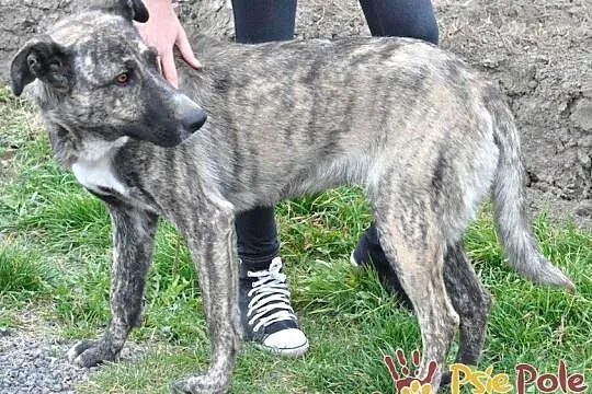 TIGRUSIA-wspaniała, piękna pręgowana sunia-prosimy o dom, adopcja, Małopolskie, Kraków