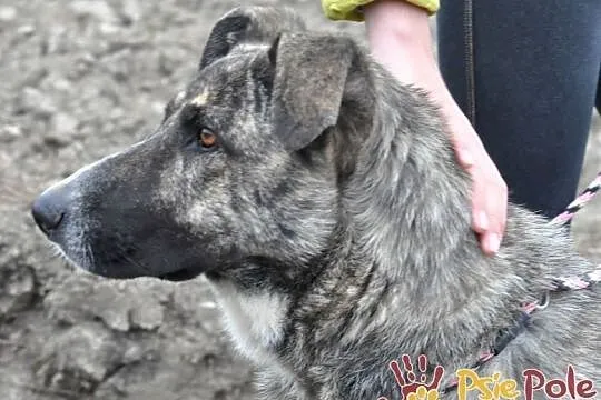 TIGRUSIA-wspaniała, piękna pręgowana sunia-prosimy o dom, adopcja, Małopolskie, Kraków