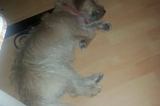 Bajtek adopcja,  lubelskie Lublin