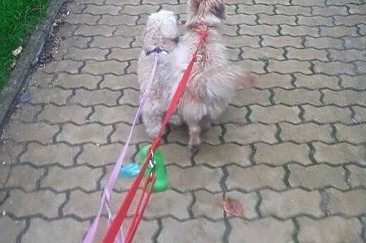 Bajtek adopcja,  lubelskie Lublin