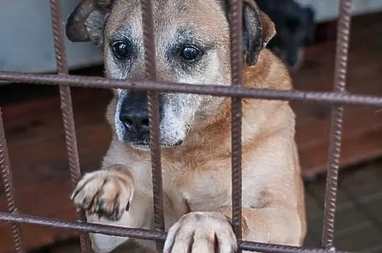 Tedi - misiak pół życia w schronisku...