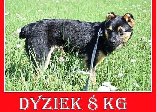 8kg,kocha ludzi,młody 1,5roku,łagodny piesek DYZIO