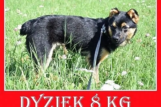 8kg,kocha ludzi,młody 1,5roku,łagodny piesek DYZIO
