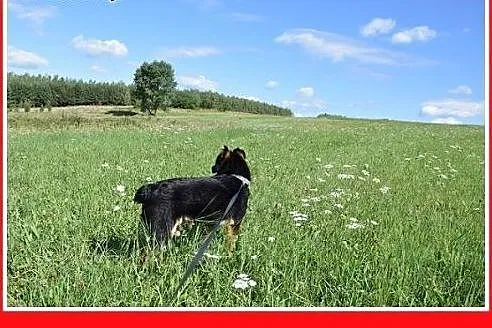 8kg,kocha ludzi,młody 1,5roku,łagodny piesek DYZIO