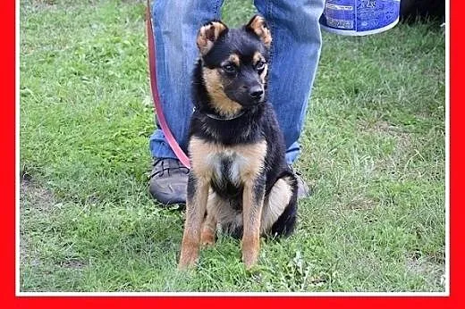 8kg,kocha ludzi,młody 1,5roku,łagodny piesek DYZIO