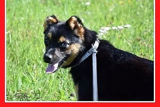 8kg,kocha ludzi,młody 1,5roku,łagodny piesek DYZIO