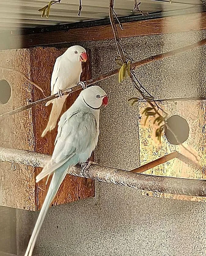 Sprzedam parę aleksandretty obrożnej lacewing i biała, Łódzkie, Widawa
