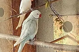 Sprzedam parę aleksandretty obrożnej lacewing i biała