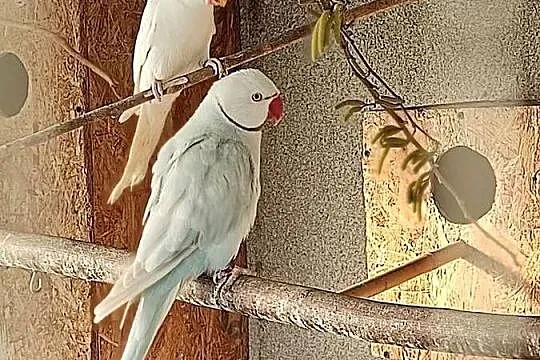 Sprzedam parę aleksandretty obrożnej lacewing i biała, Łódzkie, Widawa