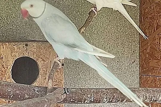 Sprzedam parę aleksandretty obrożnej lacewing i biała, Łódzkie, Widawa