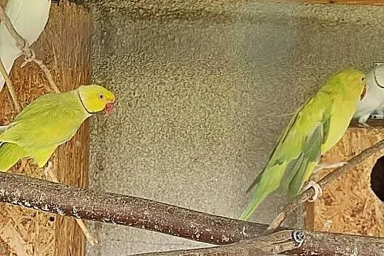 Sprzedam parę aleksandretty obrożnej lacewing i biała, Łódzkie, Widawa