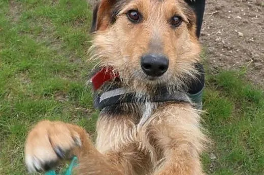 Młody Bolek, przyjazny, dzieciolubny psiak do adopcji, Kundelki cała Polska