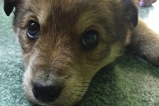 Chilli, 2 miesięczna KRUSZYNKA szuka kochającego domu!