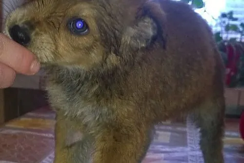 Chilli, 2 miesięczna KRUSZYNKA szuka kochającego d