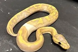 Pyton regius - Banana Piebald Yellowbelly.