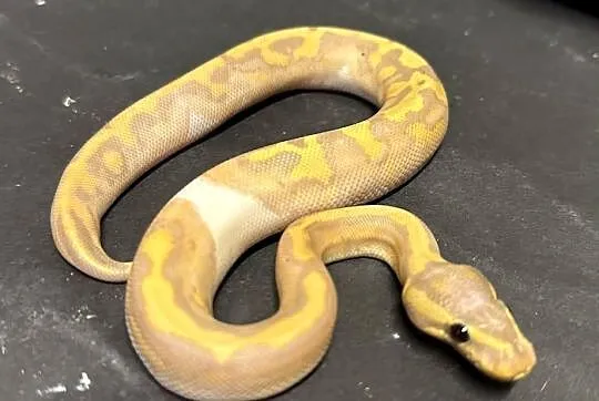 Pyton regius - Banana Piebald Yellowbelly.