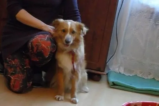 Młody psiak w typie tollera szuka domu !
