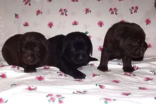 Labrador, labradory, czekoladowe i czarne i szczen