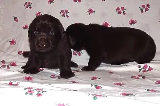 Labrador, labradory, czekoladowe i czarne i szczen