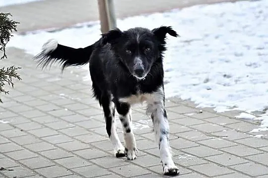 POLA wspaniała sunia uwielbiająca spacery poleca się do adopcji, Wielkopolskie, Poznań